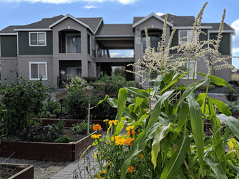 Community garden (north)